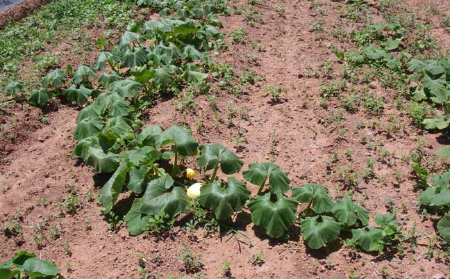 big pumpkin plant