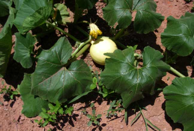 big pumpkin plant