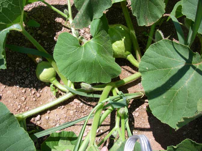 big pumpkin plant