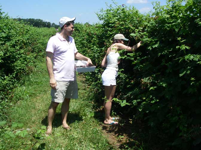 more blackberry pickers