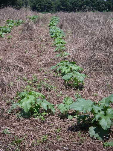 pumpkin plants