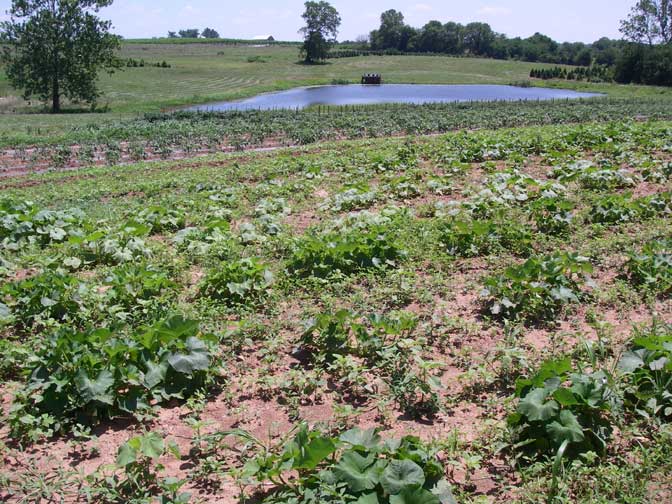 fields near 2nd pond