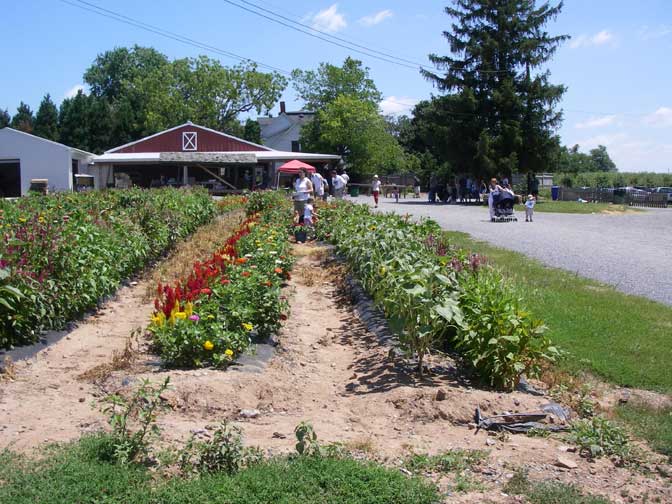 flowers pickers