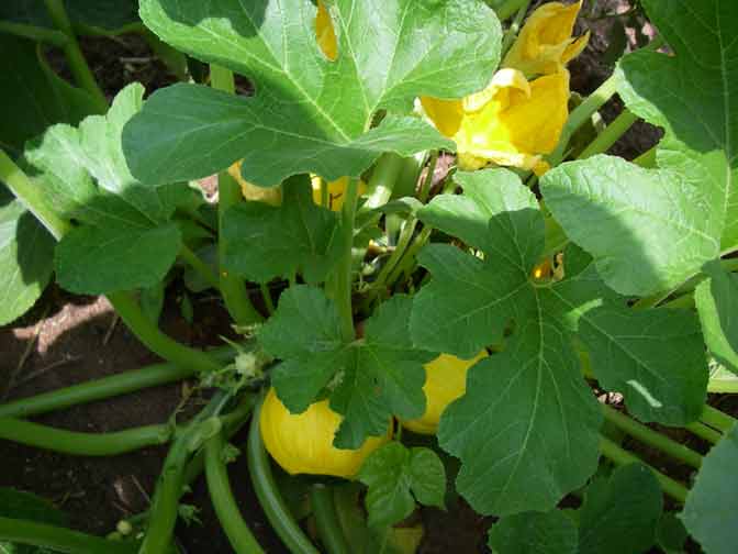 yellow & green gourd