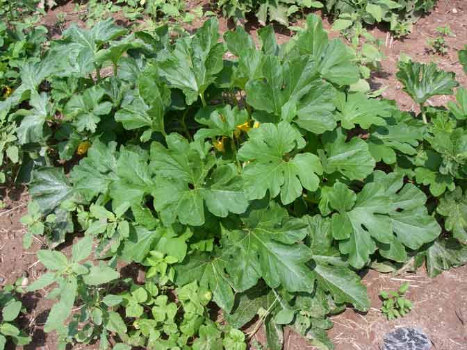 yellow & green gourd