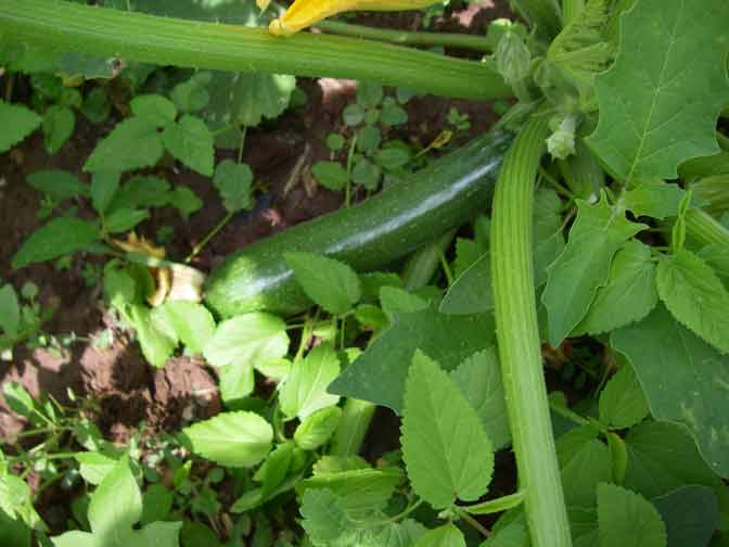 zuchinni squash