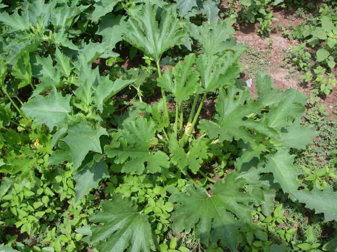 zuchinni leaves