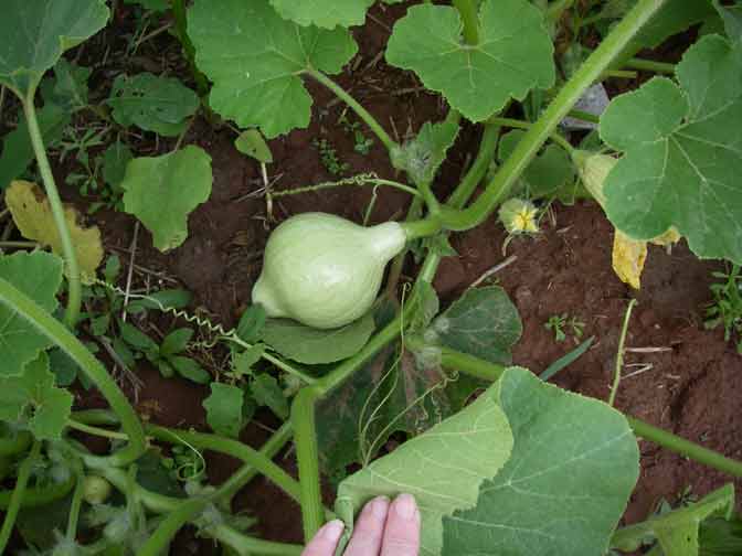 baby blue hubbard squash