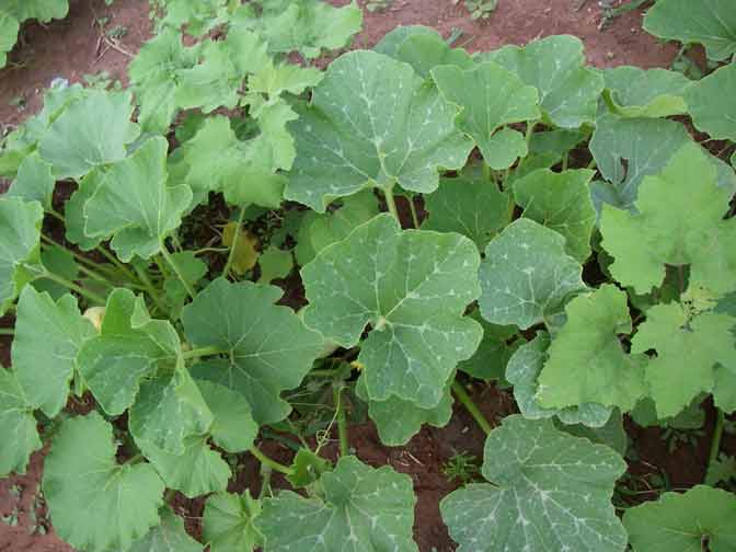 blue hubbard squash leaves