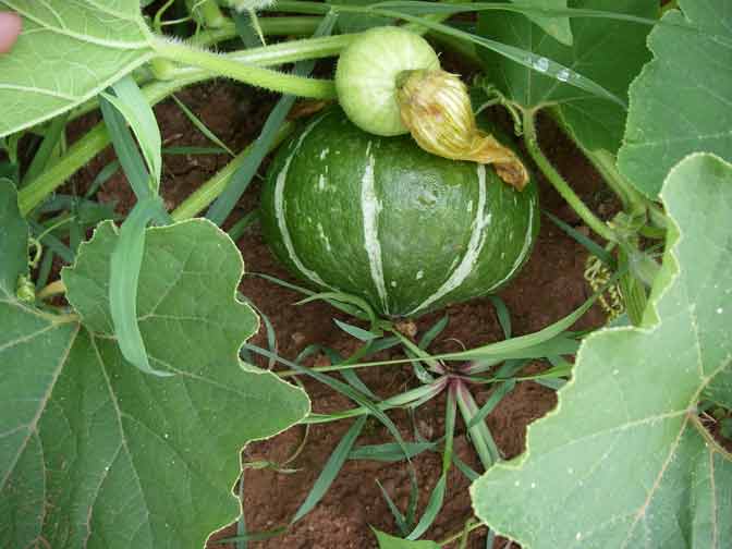 green striped gourd