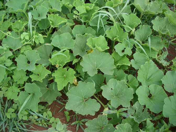 green striped gourd leaves