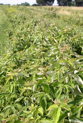 Raspberry plants