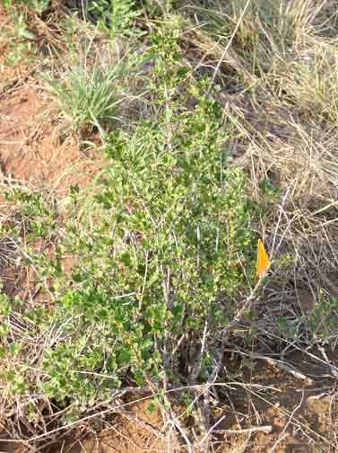 Gooseberry plant