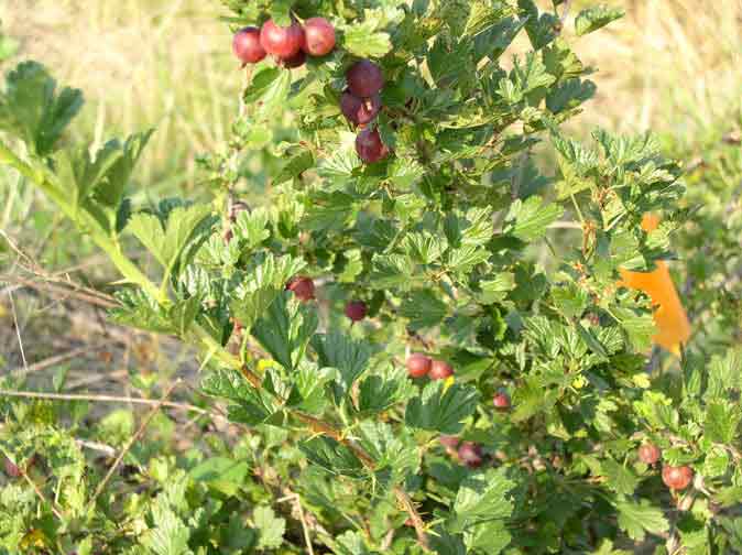 Gooseberry plant