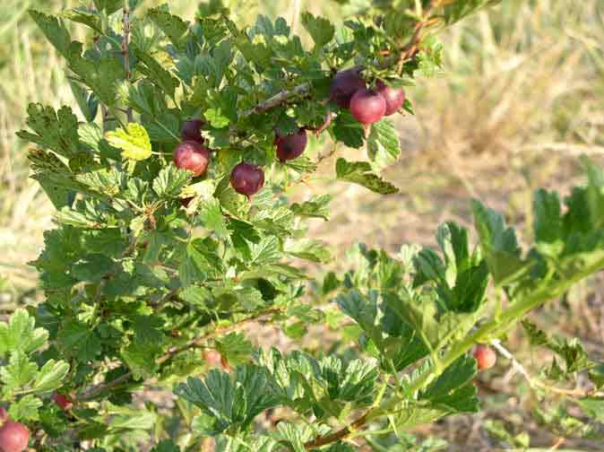 Gooseberry plant
