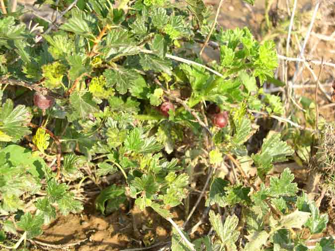 Gooseberry plant