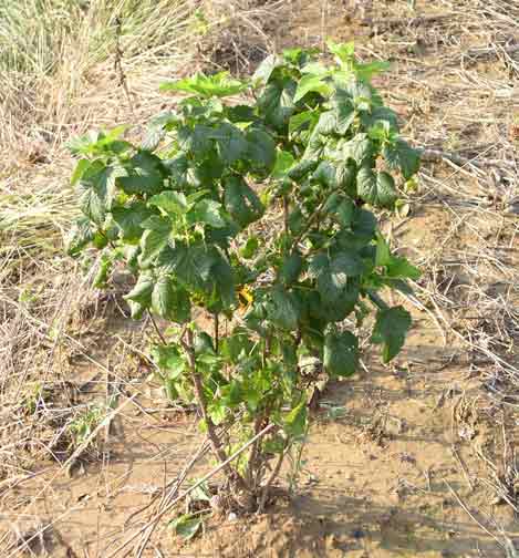 Black currant plant