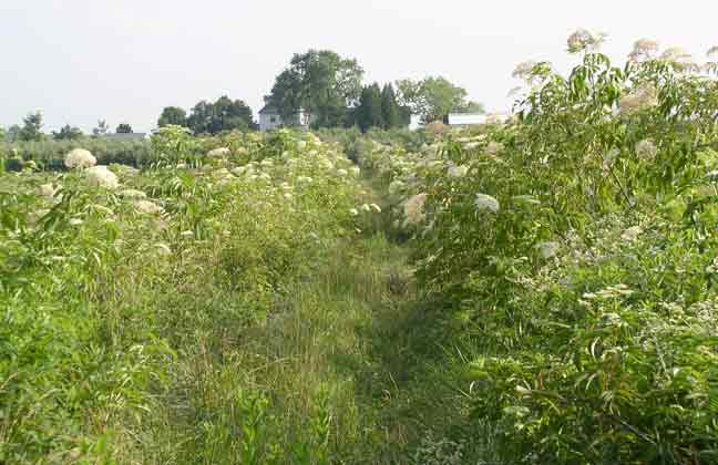 Elderberry plants