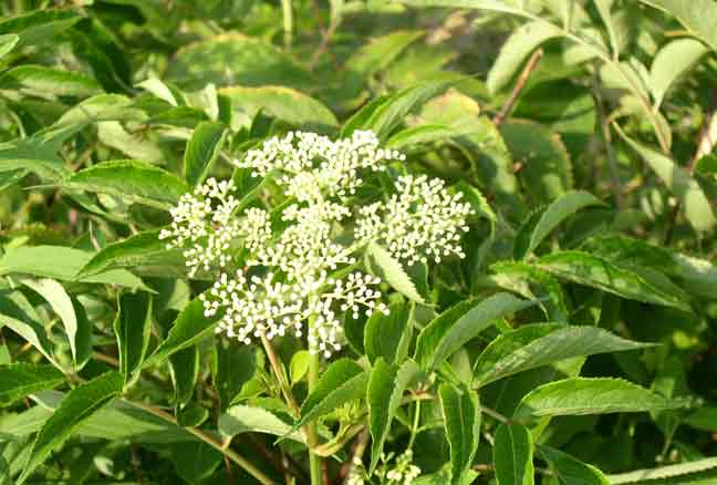 Elderberry bloom - close