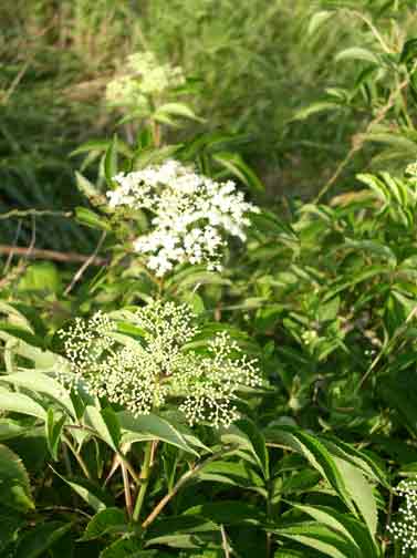 Elderberry bloom - close