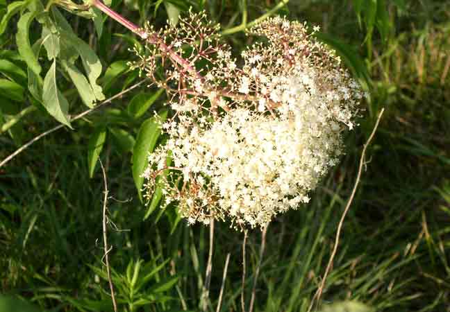 Elderberry bloom - close