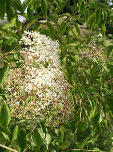 Elderberry bloom - close