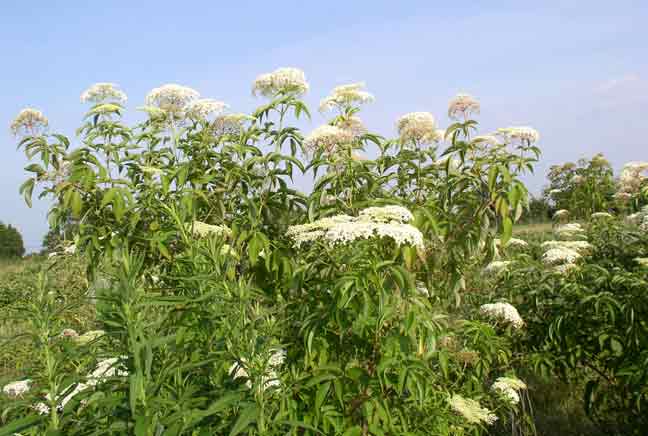 Elderberry plants