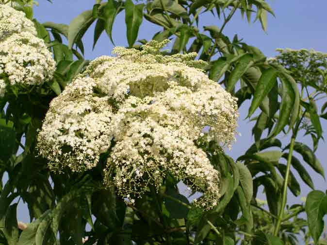 Elderberry blossom - close up