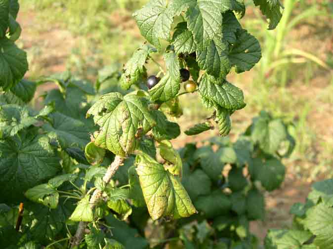 Black currants