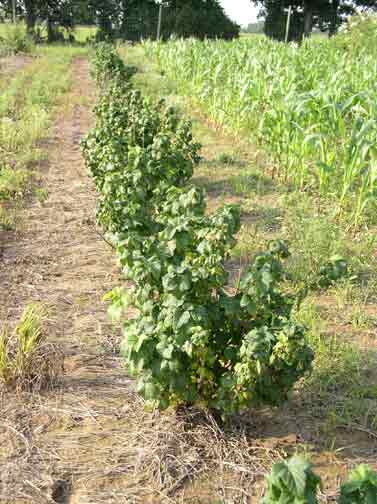 Black currant rows