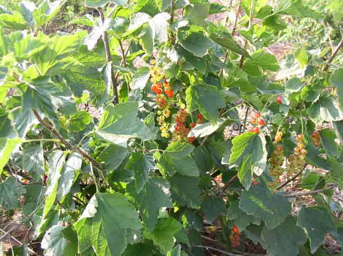 Red currants