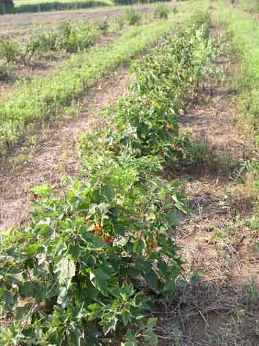 Red currant rows