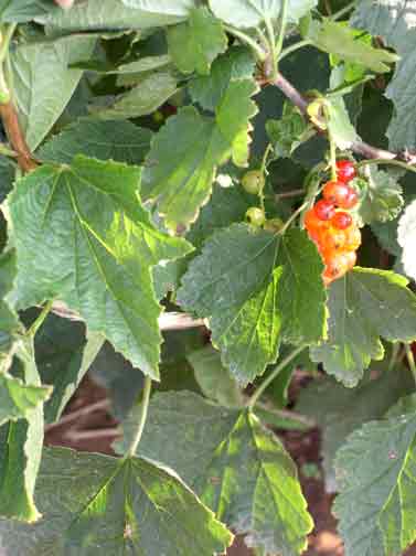 Red currants