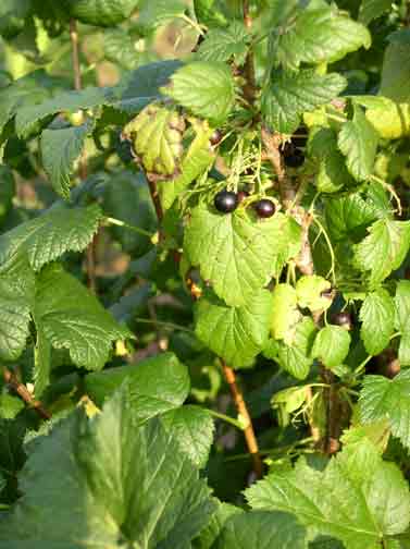 Black currants