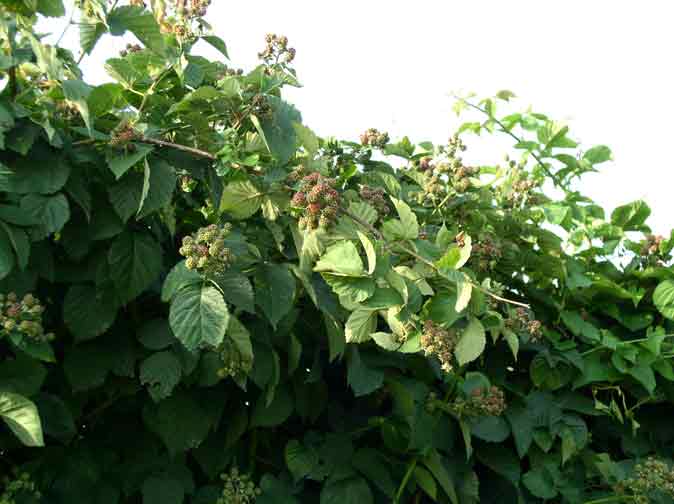 thornless blackberries