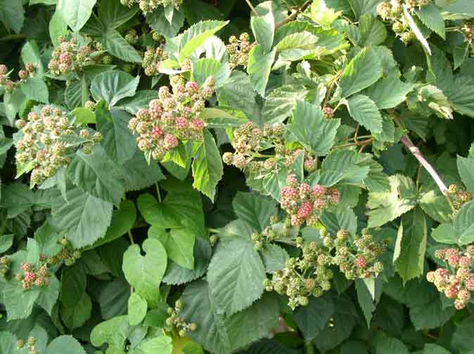 thornless blackberries