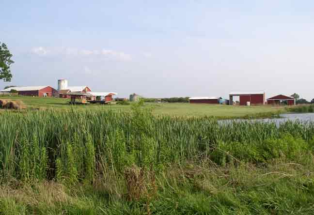 farm pond