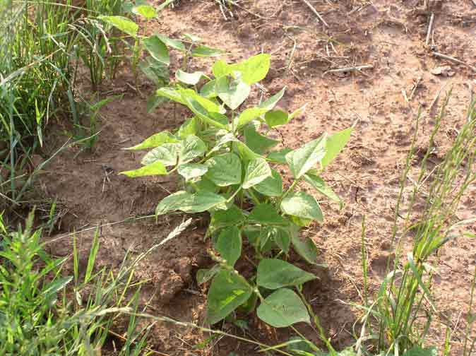 bean plants