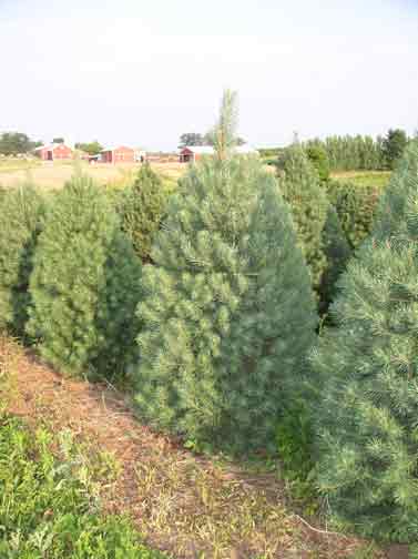 Scotch Pine