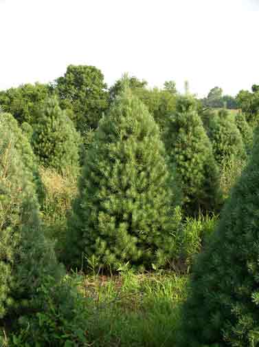 Scotch Pine