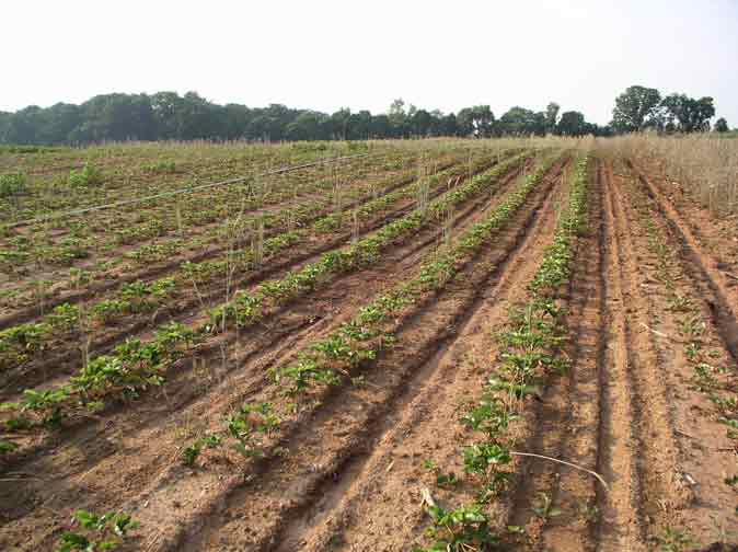 strawberry plants