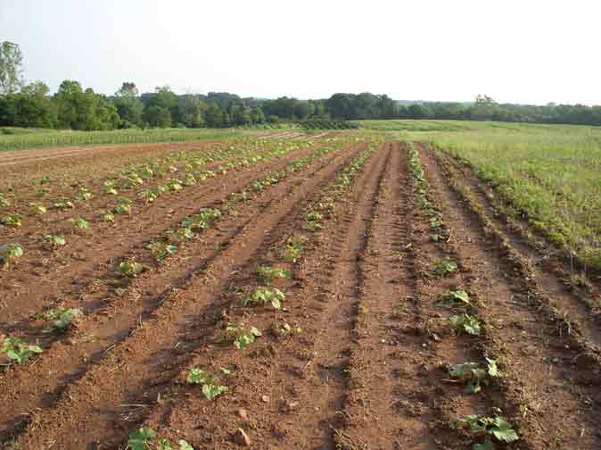 rows of pumpkins