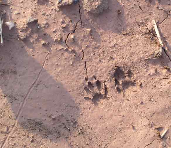 racoon prints