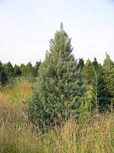 douglas fir