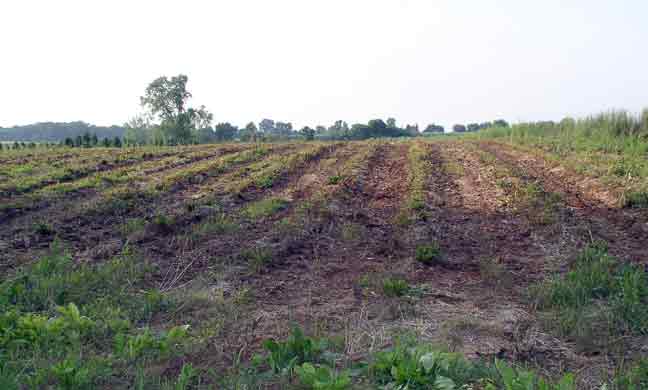 strawberry plants