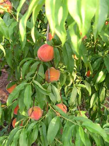 peach tree