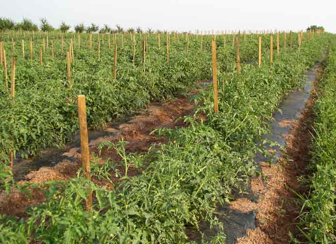 tomato rows