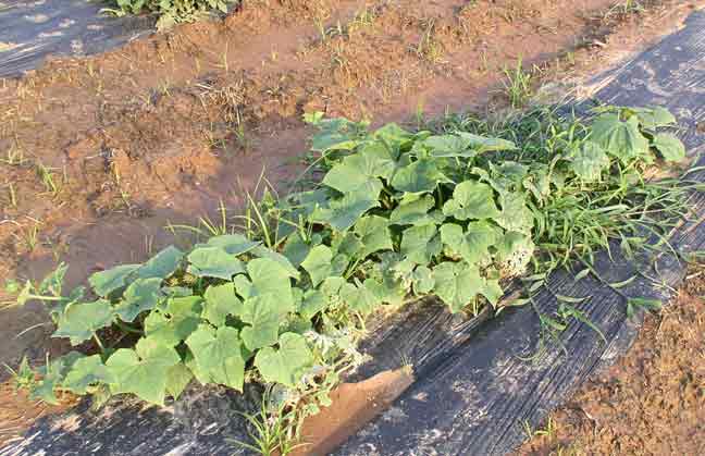 cucumber plant