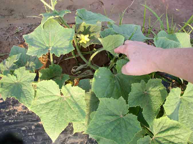 cucumber plant