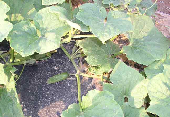 cucumber plant